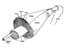 Fascia, the All-Encompassing Connective Tissue